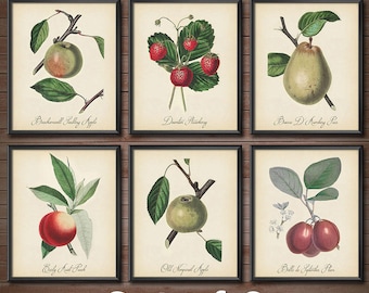 Vintage Fruit Print SET - Kohler Fruit Prints - Botanical Prints - Vintage Botanical Art - Kitchen Art - 2425