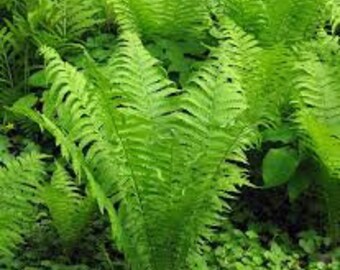 Tennessee Ostrich Fern Green Color Foliage Root / Bulb Perennial Summer Plant