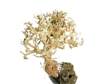 Aquarium moss tree - Bonsai Driftwood - BS - 4 inches tall - FREE SHIPPING