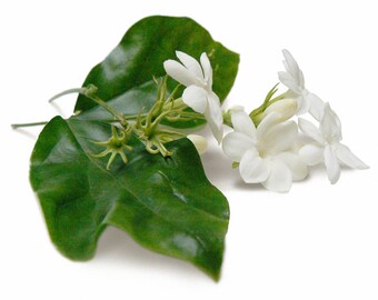 Jasmine (Sambac) Floral Wax