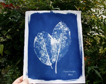 Original Cyanotype Print: Magnolia grandiflora folium