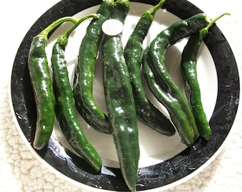 Hot Pepper- Pasilla Bajio- 78 day - 550 to 1000 shu- mildly hot-25 seeds