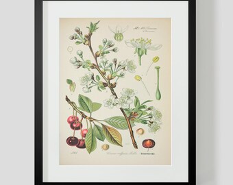 Botanical Cherries Print Plate 395