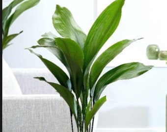 CAST IRON PLANT Aspidistra Elatior Easy Any light Live Plant