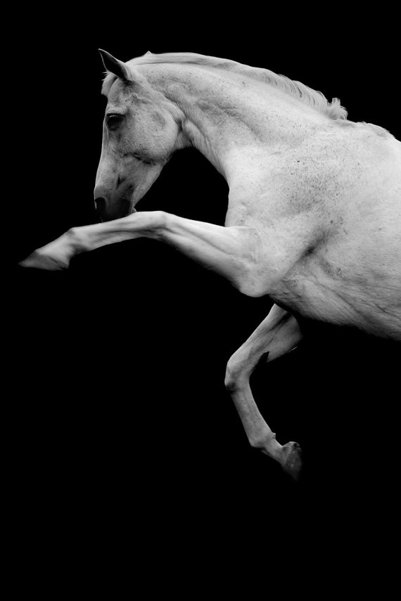 Rearing horse photo black and white fine art photo rearing Rearing horse photo black and white fine art photo rearing