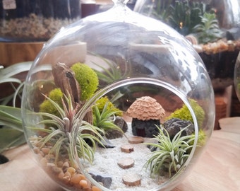 Air Plant Terrarium Kit - DIY Miniature landscape Featuring a Handmade Hut, 3 Air Plants, Driftwood, Lichens and More