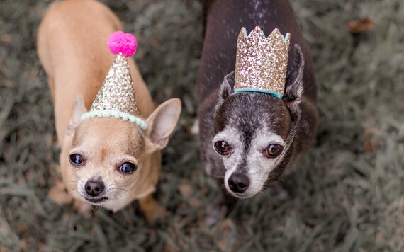 Dog Birthday || Dog Party Hat Pet Party Crown Animal Hat Dog Crown Busters Party Shop