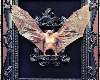 Taxidermy Bat in a Medium Double Frame