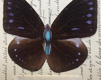Butterfly specimen 1900's...