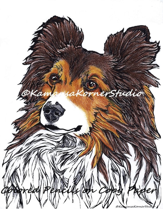 Download Sassy Sheltie Shetland Sheepdog Coloring Page