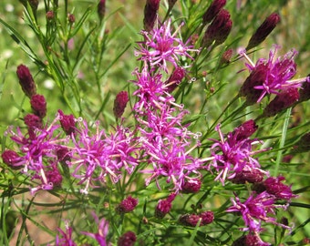 Liver-Gall Bladder Support Natural Flower Essence Remedy for Emotional & Energetic Meridian Balance