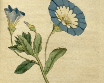 Botanic, Nature print, Botanical drawing, 27