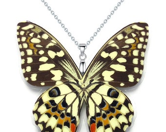Real Butterfly Wing Necklace / Pendant (WHOLE Papilio Demoleus Butterfly - W119)