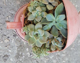 Pink Watering Can Succulent Arrangement Cute Garden Succulent Arrangement