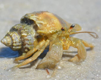 Framed Hermit Crab