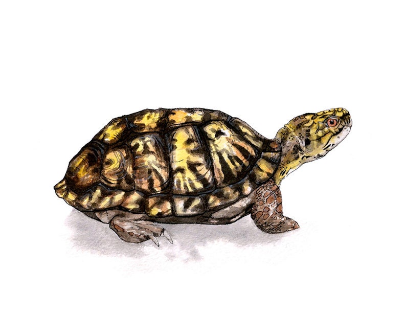 Eastern Box Turtle 8x10'' print