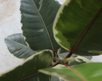 Ficus elastica tricolor 'Rubber plant'