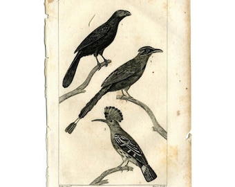 1817 ANTIQUE BIRD PRINT original antique bird engraving - huppoo