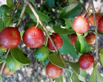 Strawberry Guava Red Psidium cattleianum - 3 Feet Tall - Ship in 3 Gal Pot
