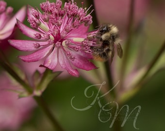 Bee on Ruby Wedding Masterwort Fine Art Print