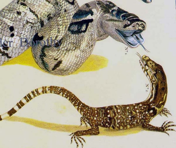 Snake Versus Lizard Serpent Herpetology Seba Natural History