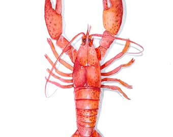 Illustration of a red lobster