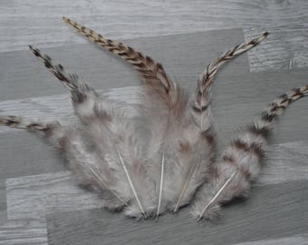 Set of 10 grey chinchilla Rooster feathers