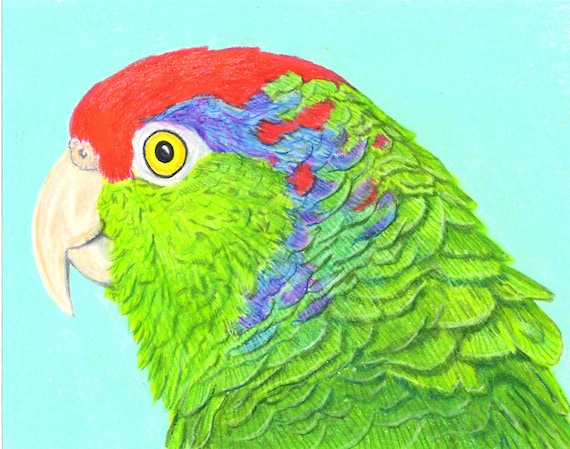 Sally Blanchard Original Prismacolor Pencil Portrait Drawing of a Green-cheeked Amazon Parrot also known as Mexican Redhead Amazon Parrot