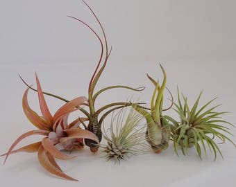 5 Pack Assorted Tillandsia Air Plants