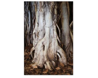 Tree Art Photography Hawaiian Banyan Roots Nature Print Tree Art Photography Hawaiian Banyan Roots Nature Print