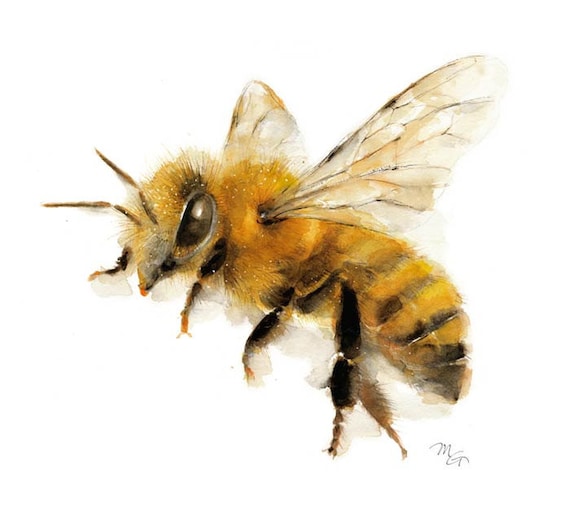 Honey Bee watercolor painting Giclee Print. Nature