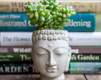 Buddha Head Planter - small cement pot - Buddha Head Planter #2