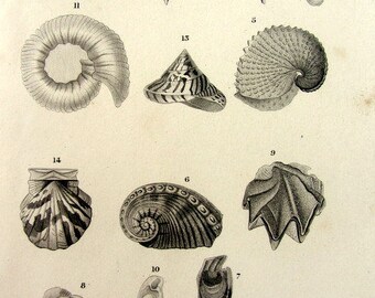 1852 Georgeos vintage molluscs engraving, old original sea shell print, mollusk plate illustration, squid limpet volute nautilo clam.