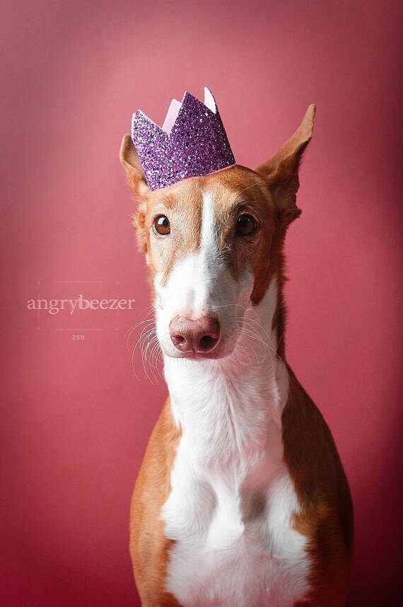 Dog Birthday Party || Dog Birthday Crown || Dog Costume || Pet Party || Dalmation