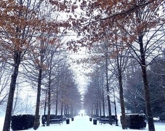 Winter wonderland snowy trees snowstorm snow covered walk lane path canvas art Christmas grand alle new year festive photography