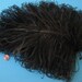 Ostrich Feather Extra Long Wide Black Plume Antique Victorian c.1900 Millinery Hat Trim Bonnet Cap
