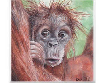 Orangutan Pencil Drawing Art Print / Greetings Card primate