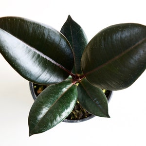 Ficus Elastica "Burgundy" - Dark Green & Glossy Rubber Plant