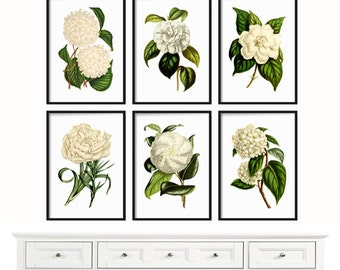Botanical Print Set of 6 - Large Prints - Botanical Print - Farmhouse Print - Print - Antique Botanical Prints - White Flowers - Wall Art
