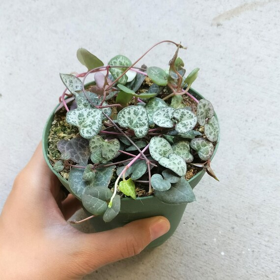 Succulent Planter String Of Heart Plant Not VARIEGATED RARE