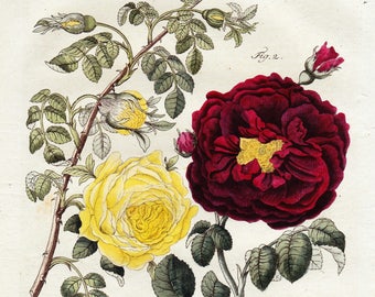 Rose Antique Bertuch Print original vintage engraving plate dated 1808