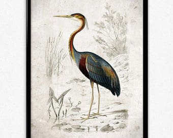 Purple Heron Bird Vintage Print - Bird Poster - Bird Art - Bird Picture - Bird - Wildlife Art - Home Decor - Wall Art - Orbigny (VP1035)
