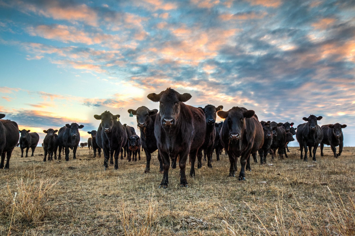 Black Angus cattle at sunset western art cow wall art