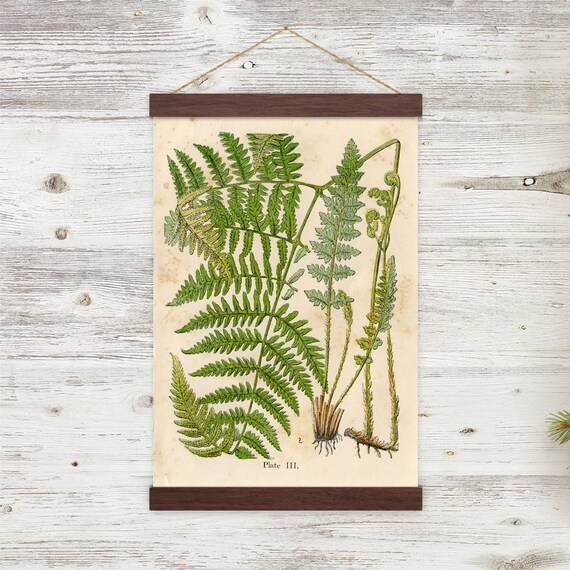 Vintage Botanical Ferns Illustration w/ poster hanger