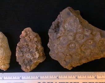 3 pieces of fossilized coral (1A)