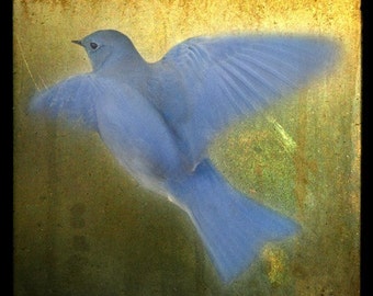 Bluebird in Flight, 5x5 Fine Art Print