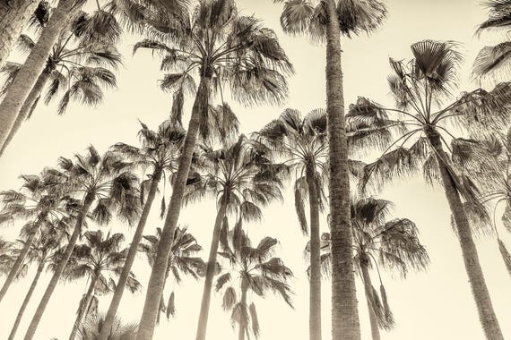 CANARY ISLAND PALMS. Palm Trees, Canary Islands, Sepia Toned Print, Limited edition, Wall Art, Photographic Print, Giclee Print
