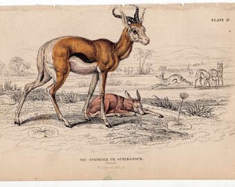 1836 SPRINGBOCK SPRINGER original antique animal engraved print