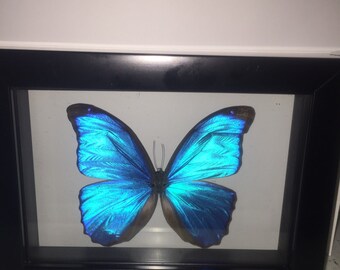 Blue morpho Butterfly