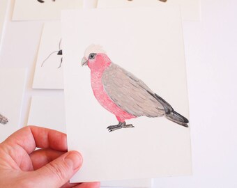 Galah - Australian Animal - Original Painting